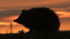 Hedgehog among four chosen animals to feature on your new banknotes — BBC Business, Boston Business news