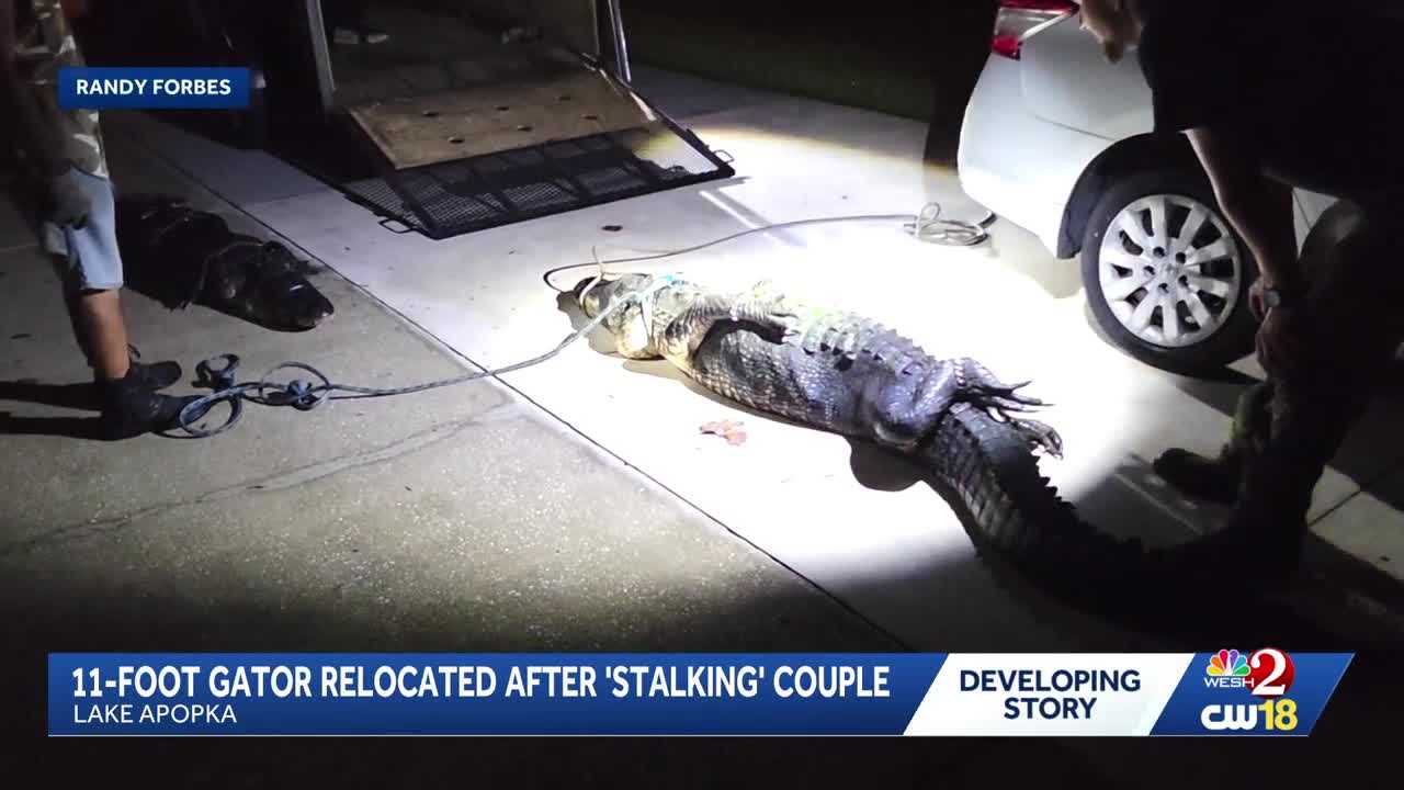 11-foot gator removed from Lake Apopka property after 'stalking' couple — WESH 2 Orlando, Boston Real Estate news