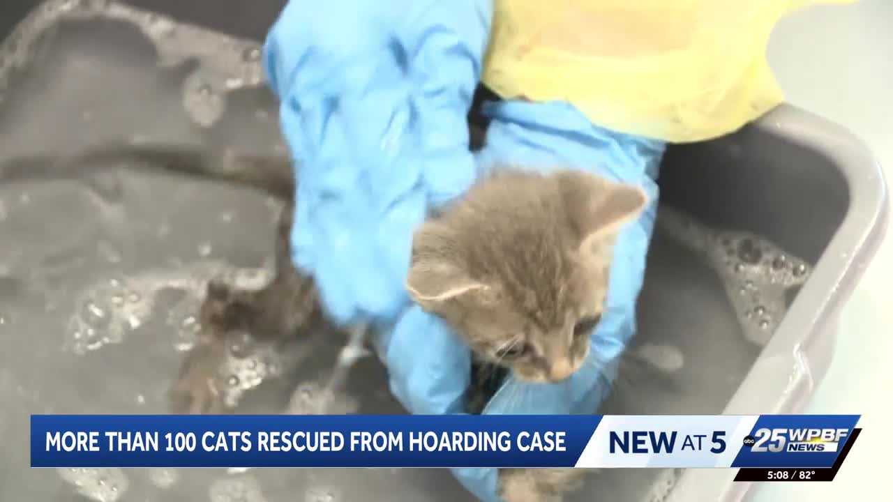 More than 100 cats rescued from hoarding situation in Port St. Lucie — WPBF West Palm Beach, Boston Health news