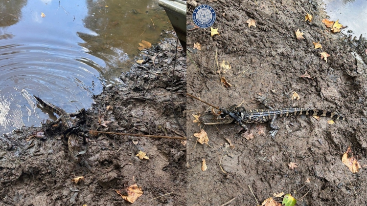 Alligator found tied to boat in East Texas pond; man cited for illegal possession, wardens say — KHOU 11 (Houston), Boston Sports news